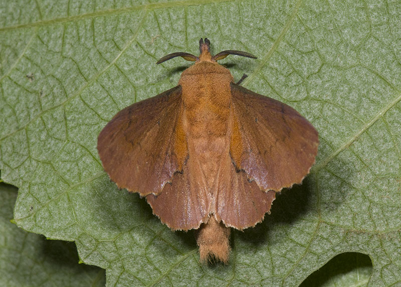 Gastropacha (Gastropacha) quercifolia